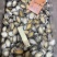 鲍鱼肉30-40头【鲍鱼工厂】新鲜鲍鱼加工源头厂家批发