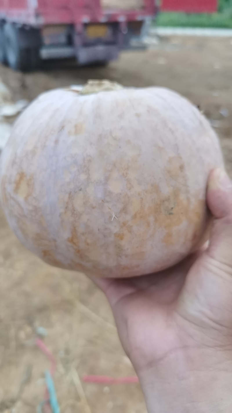 贝贝南瓜
