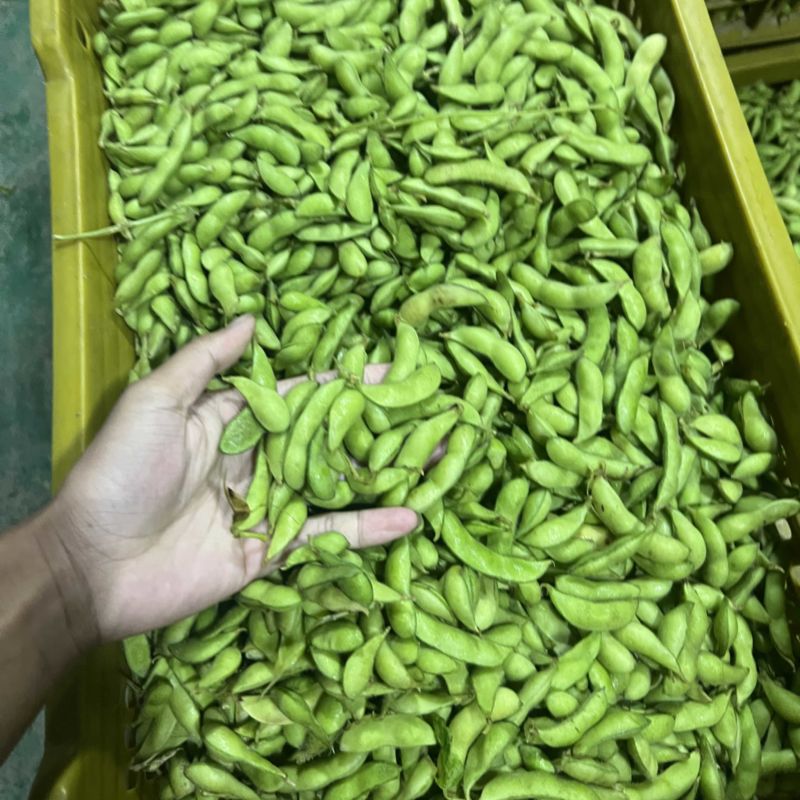 精品毛豆