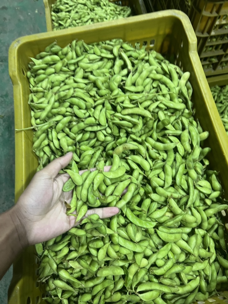 精品毛豆