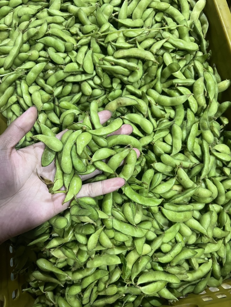 精品毛豆