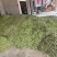 精品毛豆