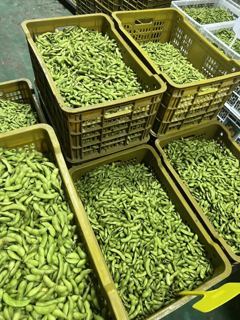 精品毛豆