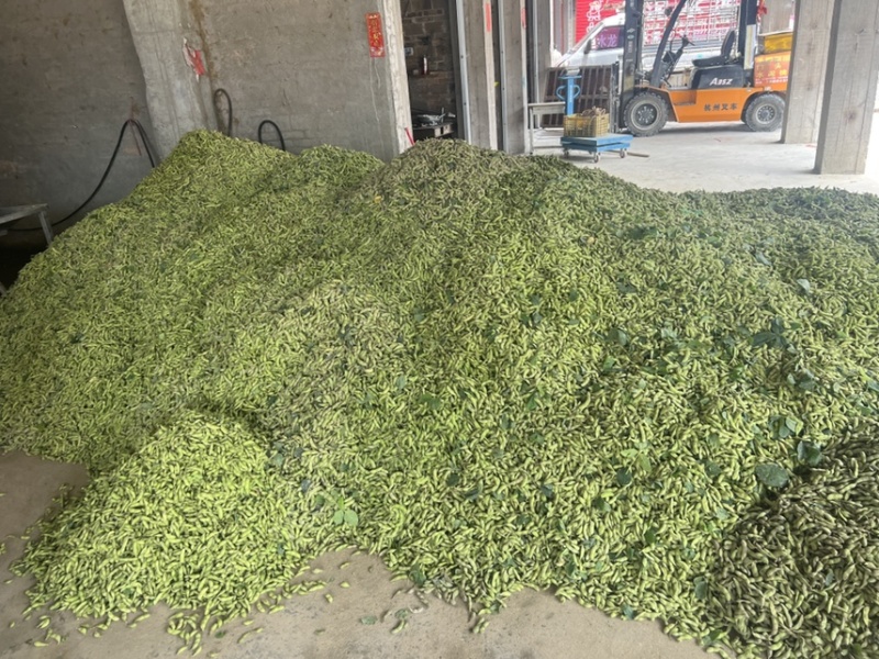 精品毛豆
