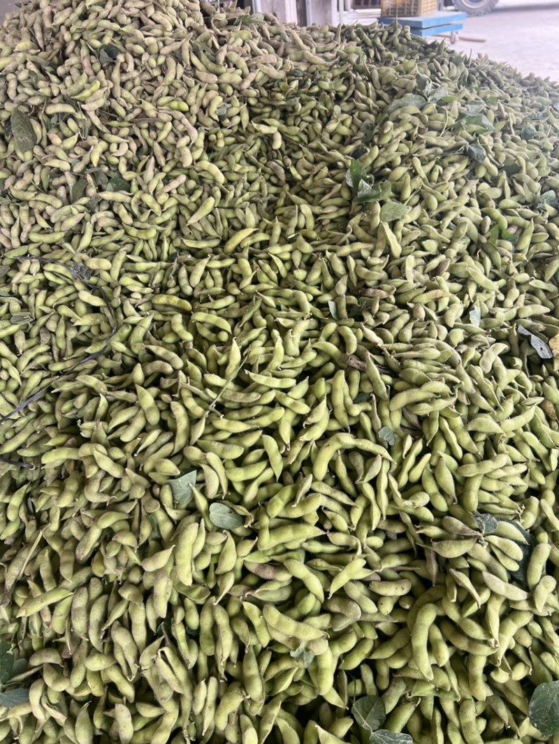 精品毛豆