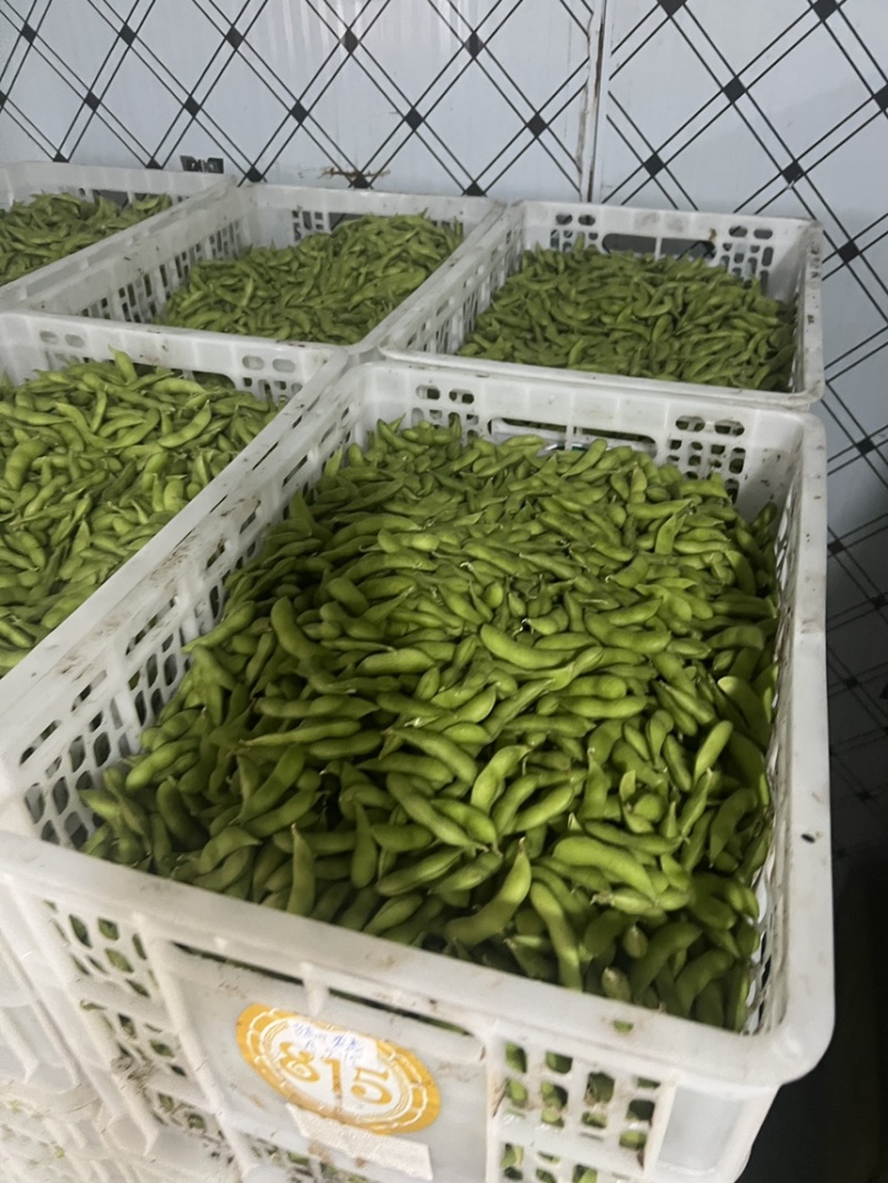 精品毛豆