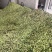 精品毛豆
