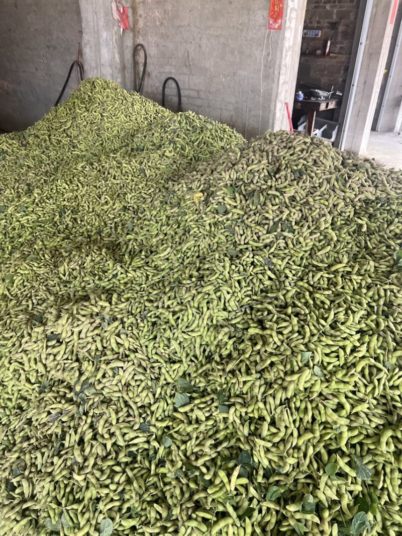 精品毛豆