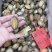 鲍鱼肉40-50头新鲜速冻商用海鲜水产品货源厂家一手批发