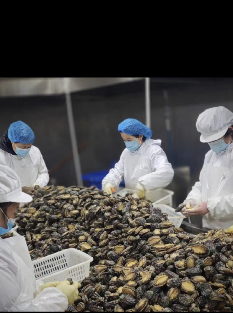 冷冻鲍鱼肉50-60头纯肉海鲜水产冻品商用大小鲍鱼批发