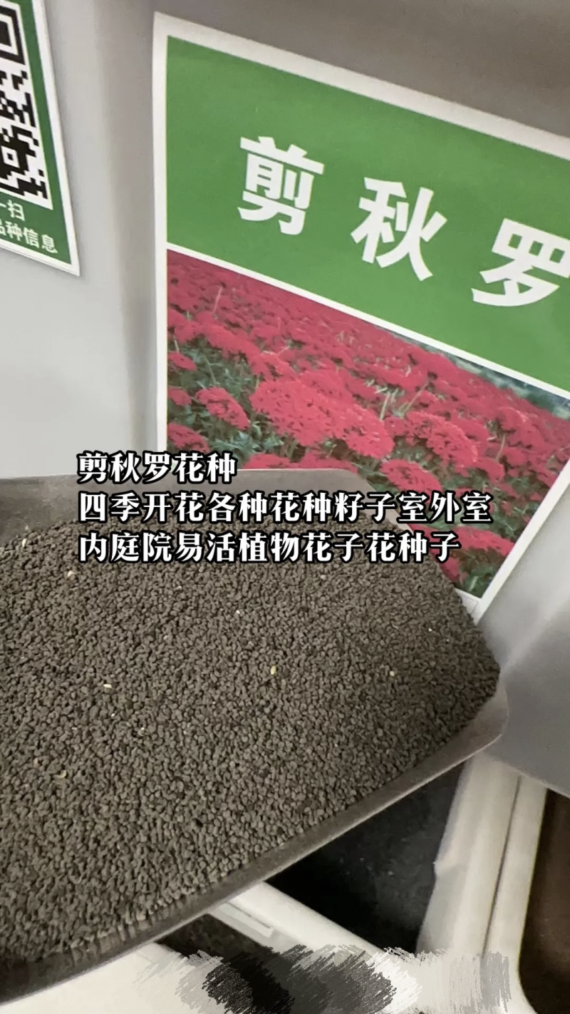 剪秋萝种子厂家一手货源批发品质保证价格便宜欢迎下单咨询