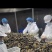 鲍鱼肉60-70头新鲜大小鲍鱼肉商用冻品海鲜水产商用批发