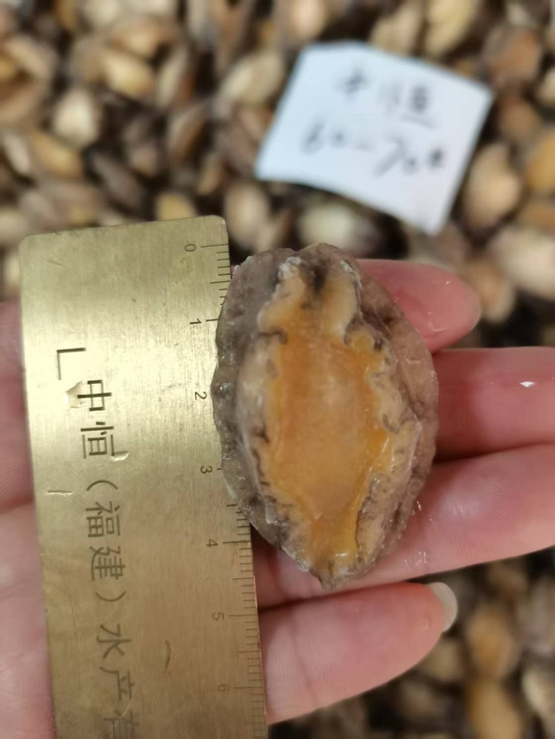 鲍鱼肉60-70头新鲜大小鲍鱼肉商用冻品海鲜水产商用批发