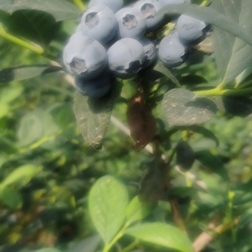 蓝莓