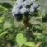 蓝莓