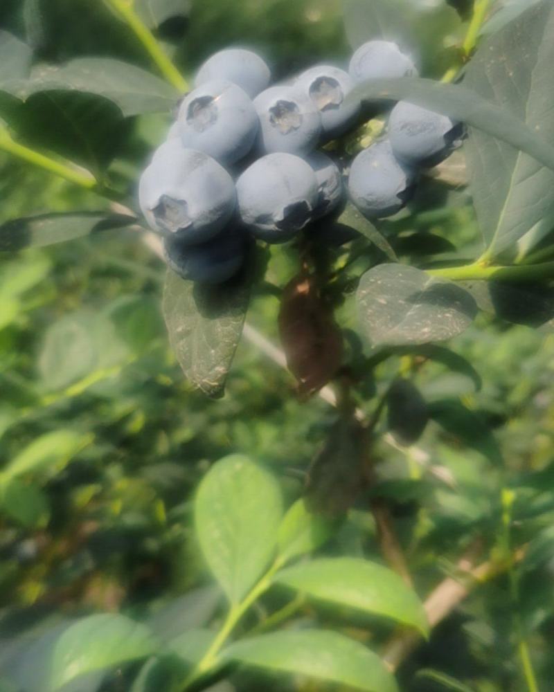 蓝莓
