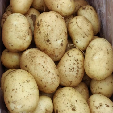 山东土豆精品黄皮v7沃土希土豆大量上市黄皮黄肉商超品质