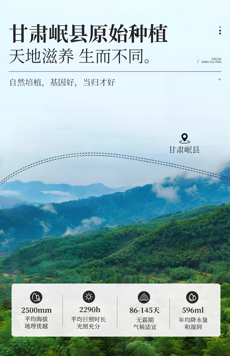 甘肃岷县当归头片批发优质无硫当归泡水煲汤干货产地发货