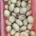 山东土豆精品黄皮v7沃土希土豆大量上市黄皮黄肉商超品质