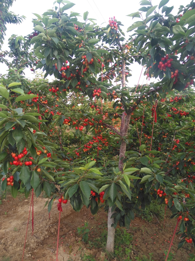 车厘子大樱桃