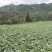 牛心菜，大量出售，请各位老板主动联系，量大从优