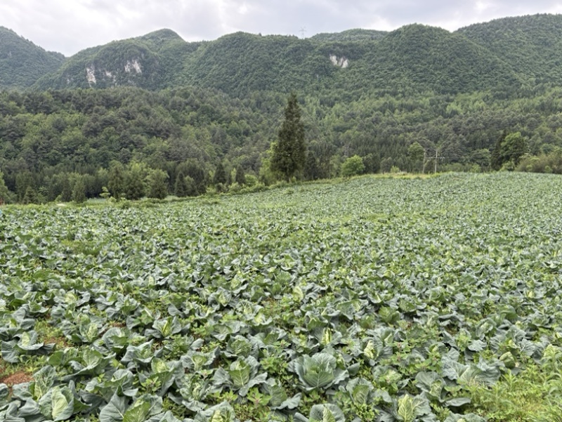 牛心菜，大量出售，请各位老板主动联系，量大从优