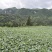 牛心菜，大量出售，请各位老板主动联系，量大从优