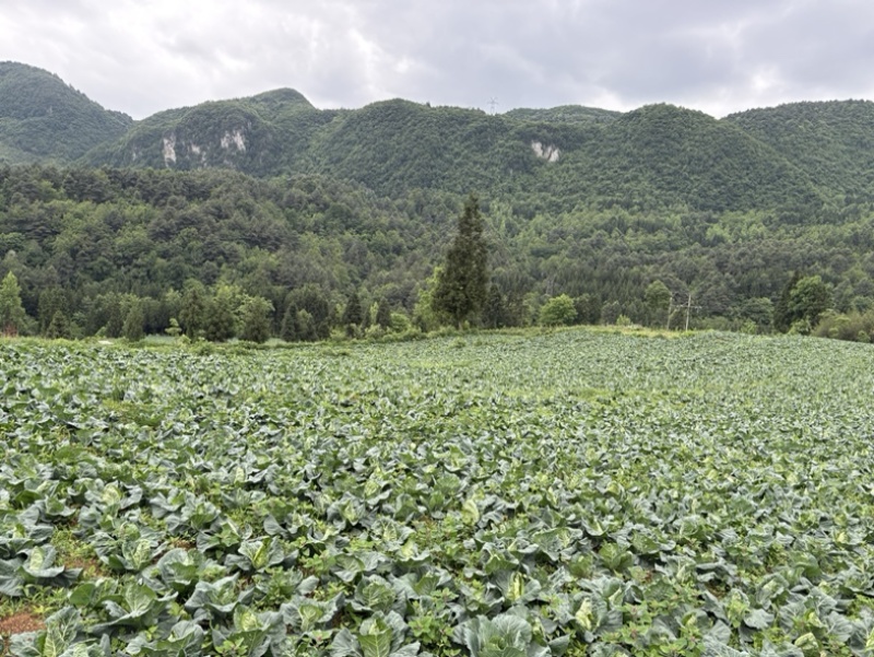 牛心菜，大量出售，请各位老板主动联系，量大从优