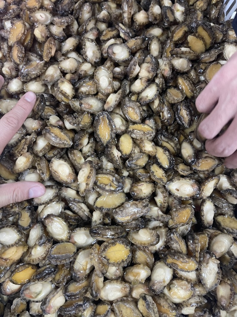 鲍鱼肉小鲍鱼150-200头纯肉餐饮电商海产冻品批发