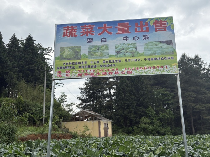 牛心菜，大量出售，请各位老板主动联系，量大从优