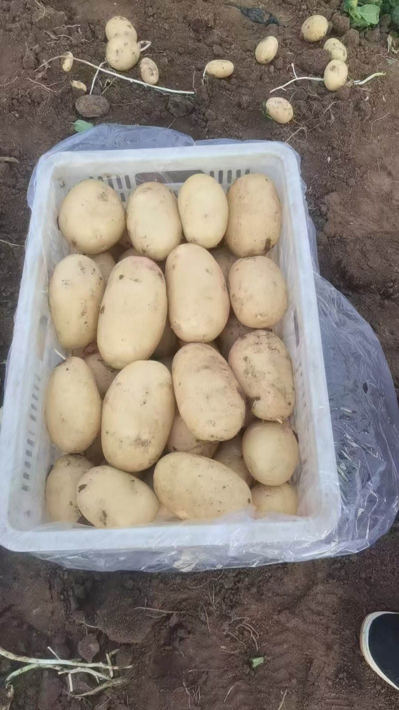 肥城精品土豆大量上市货源充足量大从优诚信经营致电