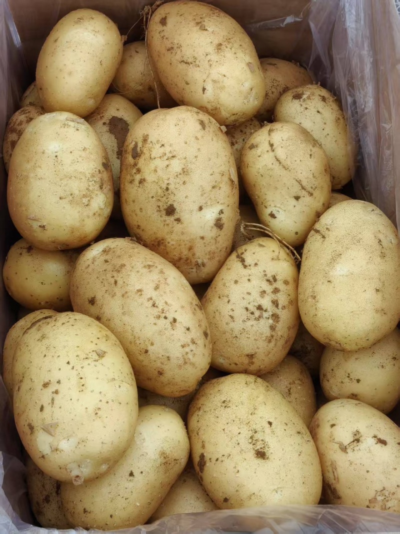 肥城精品土豆大量上市货源充足量大从优诚信经营致电