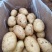 肥城精品土豆大量上市货源充足量大从优诚信经营致电