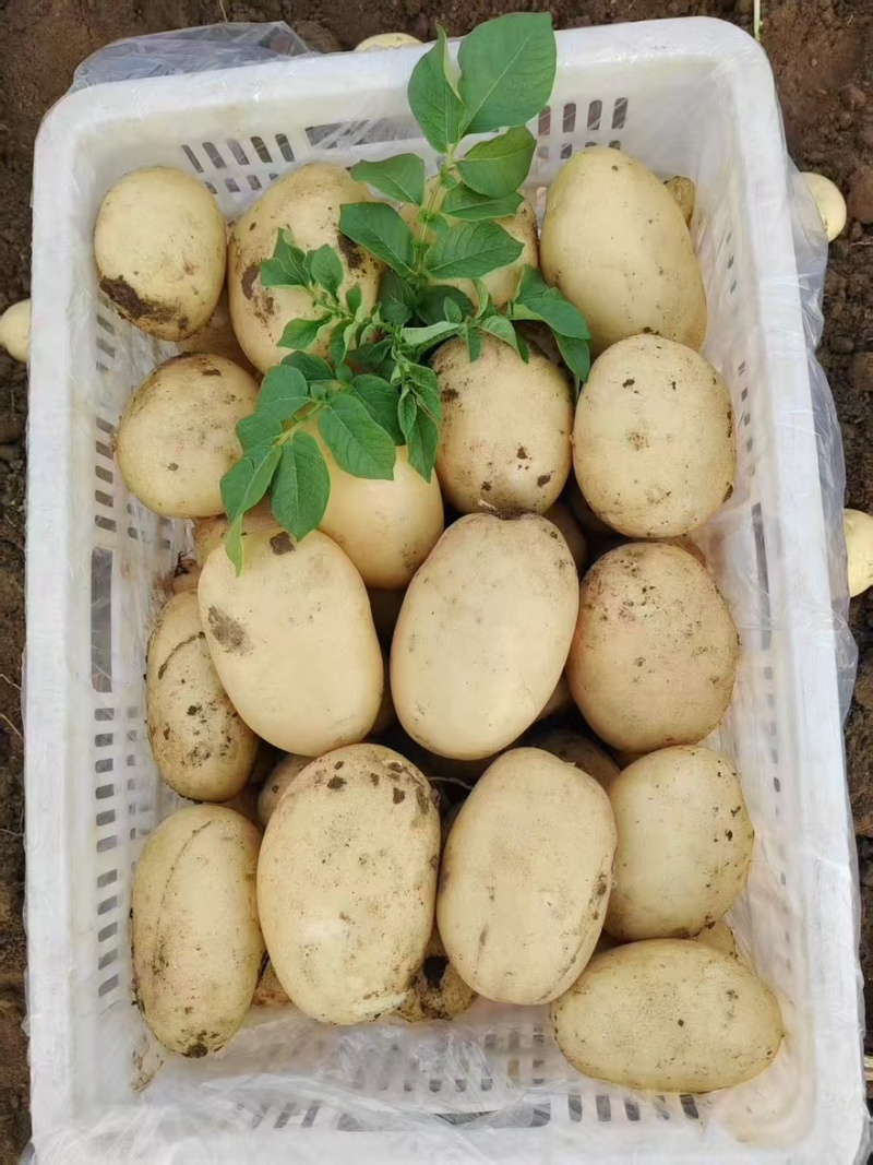 肥城精品土豆大量上市货源充足量大从优诚信经营致电