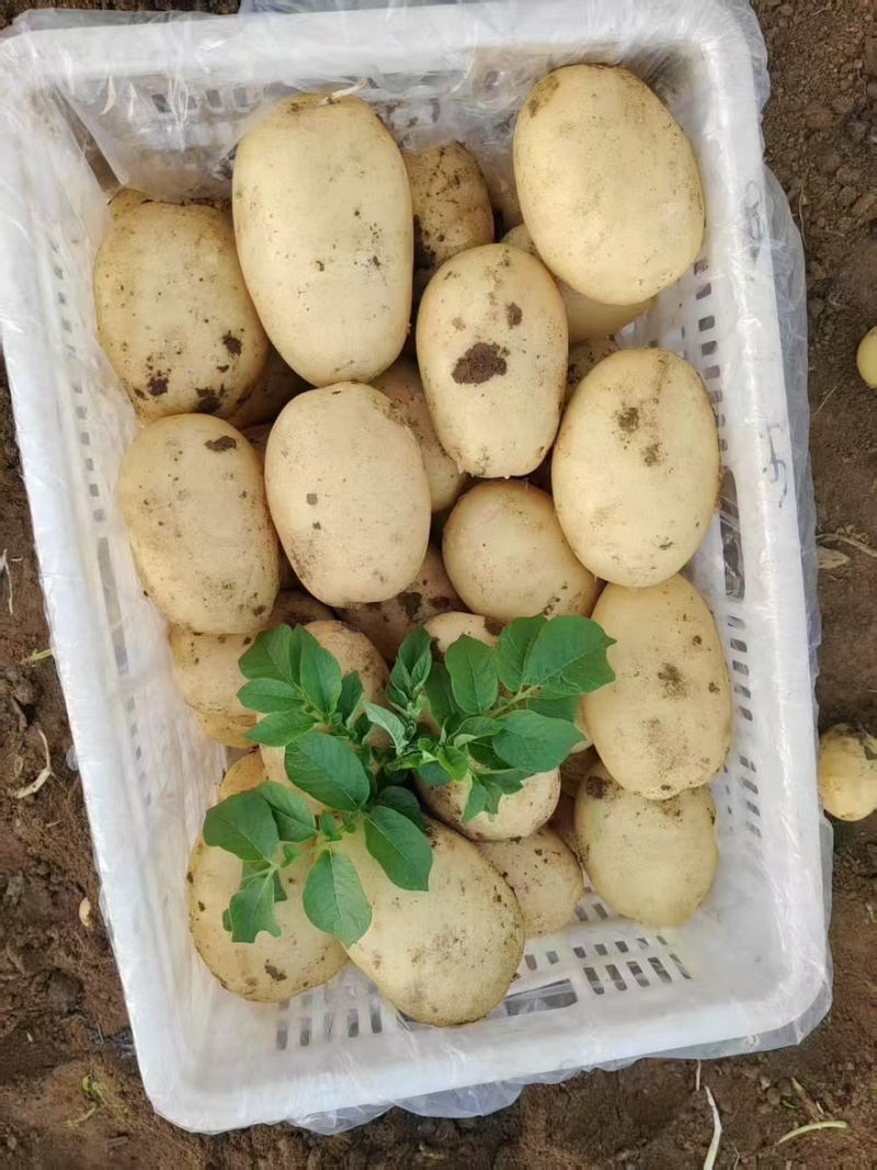 肥城精品土豆大量上市货源充足量大从优诚信经营致电