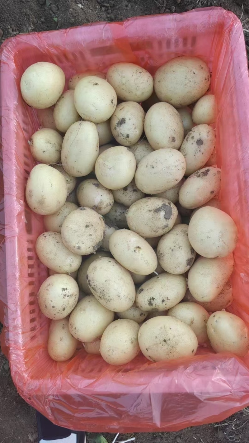 肥城精品土豆大量上市货源充足量大从优诚信经营致电