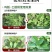 超艳吗呱乙酸铜番茄病毒病小叶病花叶病