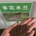 多花木兰种子厂家一手货源批发品质保证价格便宜欢迎下单咨询