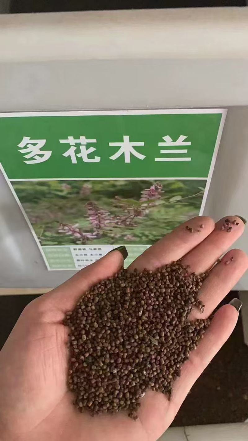 多花木兰种子厂家一手货源批发品质保证价格便宜欢迎下单咨询