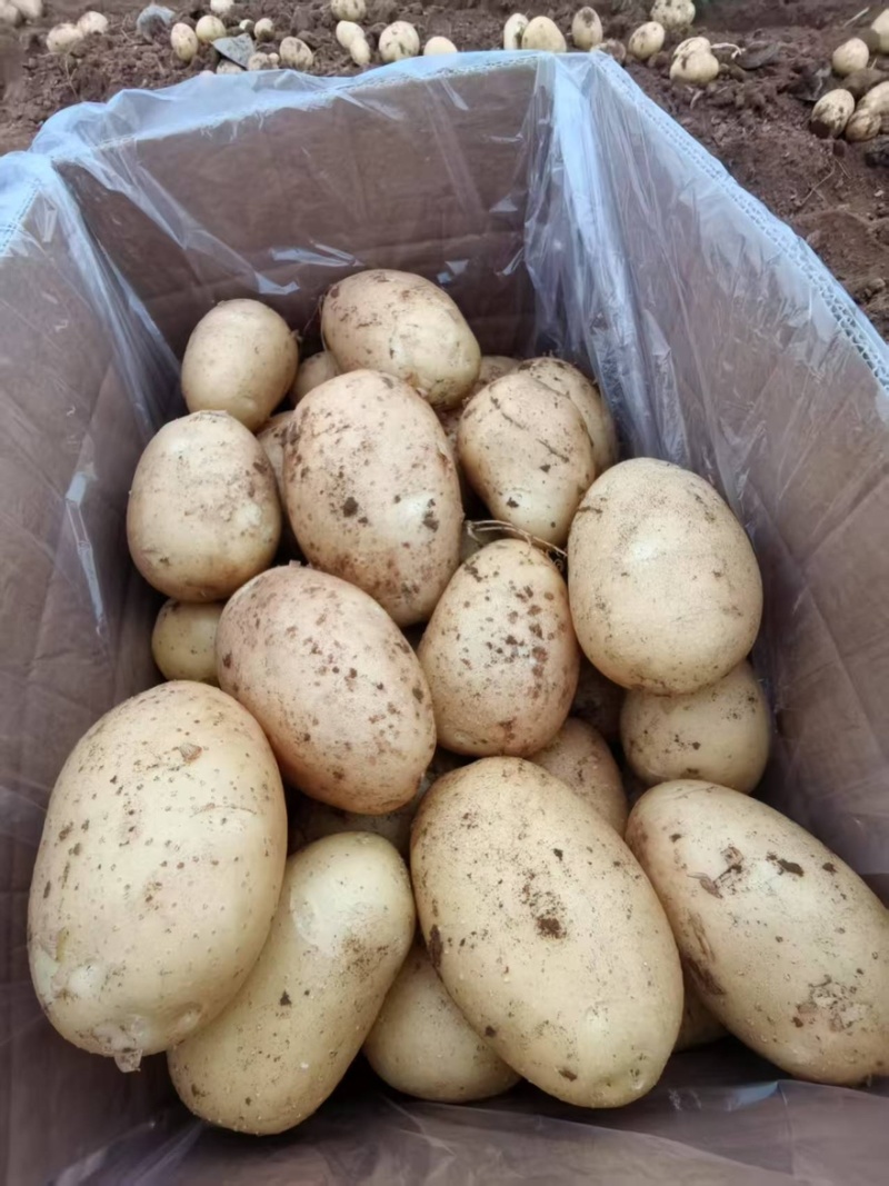 精品v7土豆大量上市货源充足量大从优诚信经营致电联系