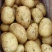精品v7土豆大量上市货源充足量大从优诚信经营致电联系