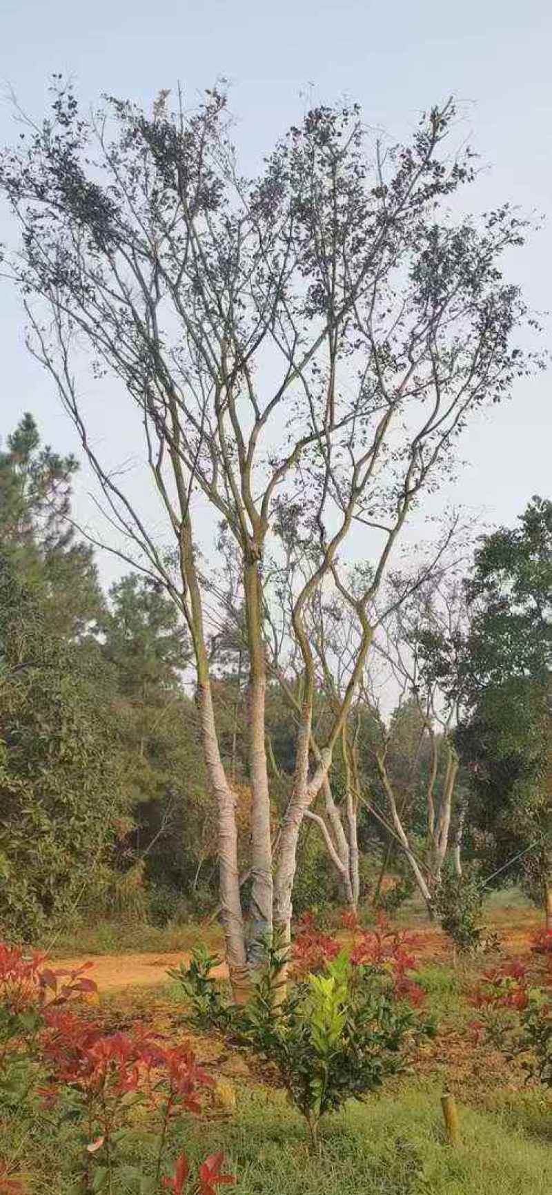移栽精品朴丛生朴树