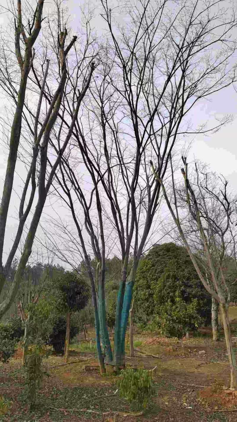移栽精品朴丛生朴树