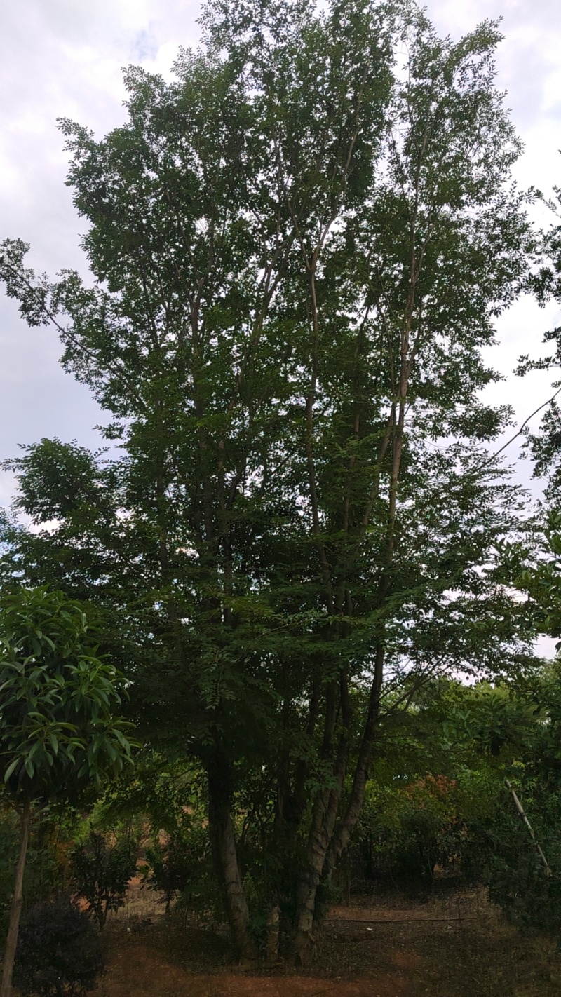 移栽精品朴丛生朴树
