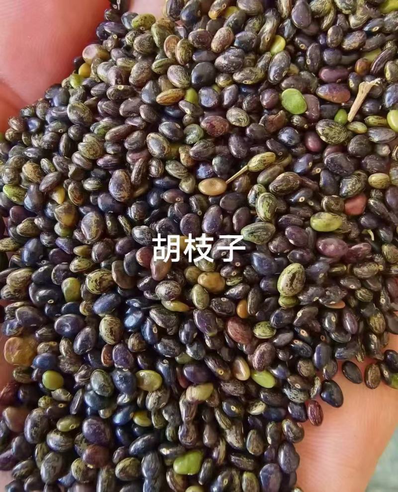 胡枝子种子厂家一手货源批发品质保证价格便宜欢迎下单咨询