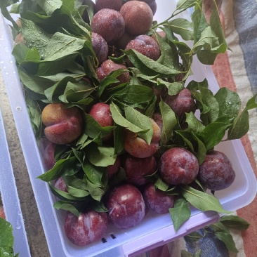 三华李市場精品货，品质好电商平台，欢迎跑步合作