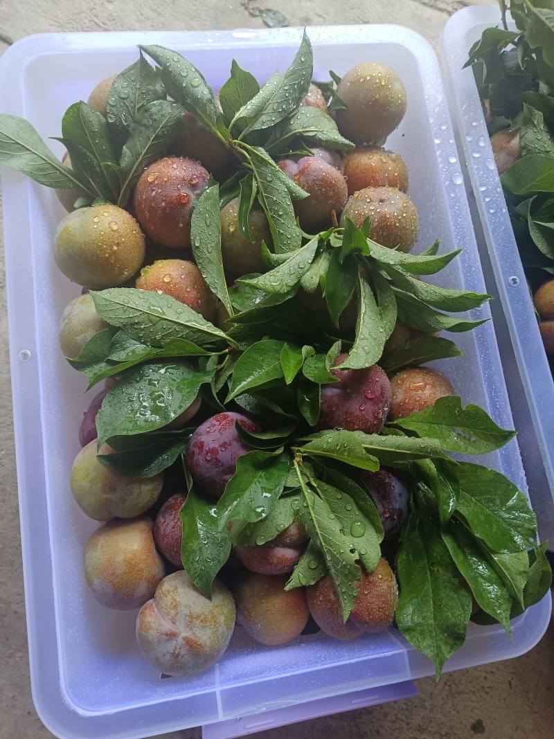 三华李市場精品货，品质好电商平台，欢迎跑步合作