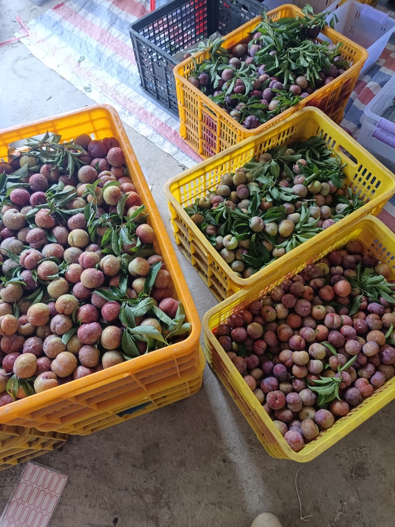 三华李市場精品货，品质好电商平台，欢迎跑步合作