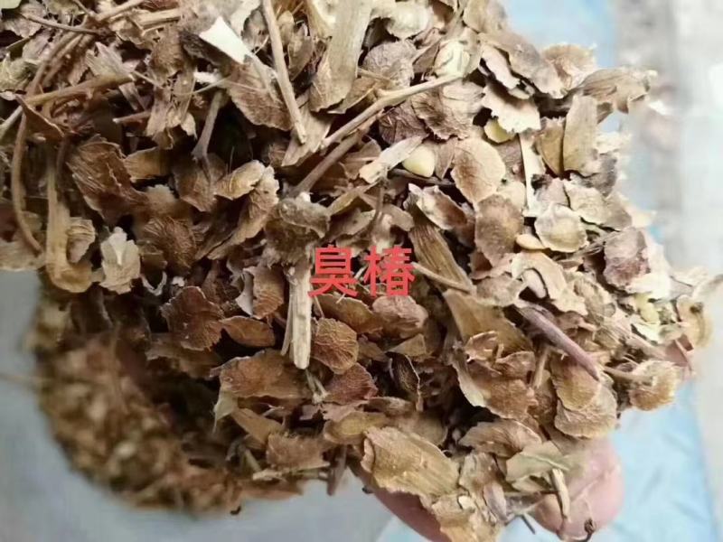 臭椿种子厂家货源批发品质保证价格便宜欢迎下单咨询