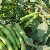 蚕豆大量上市